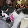 Trixie joined the competition — help win amazing prizes! cat, black_and_white, pink_collar, close_up, pet, animal, indoor, resting, hand, orange_nails, ring, feline, fur, whiskers, soft_surface, curious, domestic, relaxed, person, nail_polish