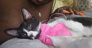 Trixie joined the competition — help win amazing prizes! person, cat, pink_bow, black_and_white_cat, close_up, cuddling, lip_piercing, orange_nails, hand, necklace, yellow_checkered_fabric, designer_bag, relaxed, indoor, pet, fur, whiskers, face, animal, comfort
