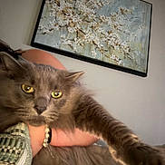 Jaws is registered to the contest to win money with this photo: arm, cat, close_up, cozy, domestic_animal, flower_painting, fluffy, fur, gray_cat, hand, home, indoor, living_room, painting, person, pet, relaxed, stretching, wall_art, yellow_eyes
