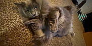 Jaws is registered to the contest to win money with this photo: animal, carpet, cat, cozy, decor, ears, feline, fluffy, gray_cat, home, indoor, living_room, paw, pet, relaxed, soft_lighting, stretching, tail, toy, whiskers