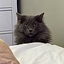 Jaws joined the competition — help win amazing prizes! animal, bedroom, blanket, cat, cozy, cute, domestic_cat, ears, eyes, fluffy, fur, furniture, gray_cat, home, indoor, looking, pet, portrait, resting, whiskers