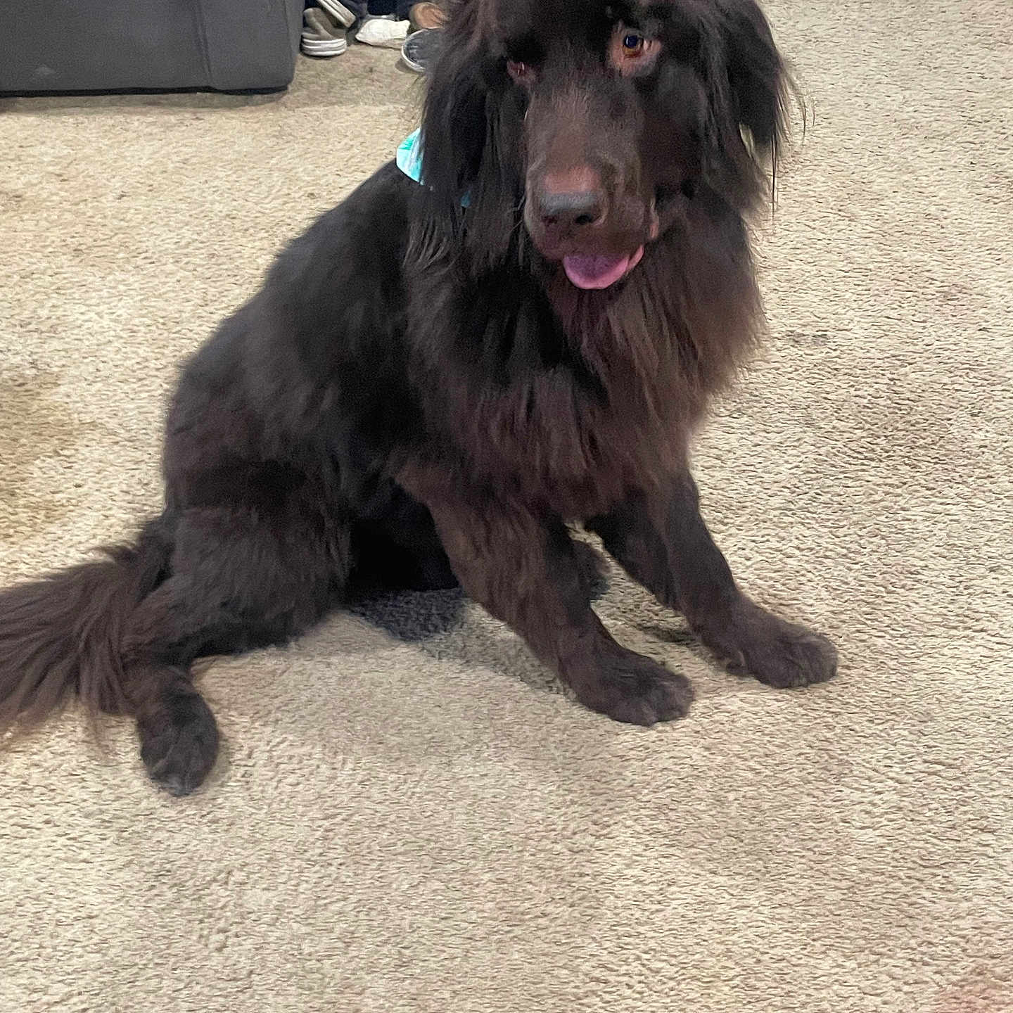 Bear joined the competition — help win amazing prizes! animal, brown_dog, canine, carpet, companion, cute, dog, domestic_animal, fluffy, fur, furniture, happy, household, indoor, mammal, pet, room, shoes, sitting, tongue_out
