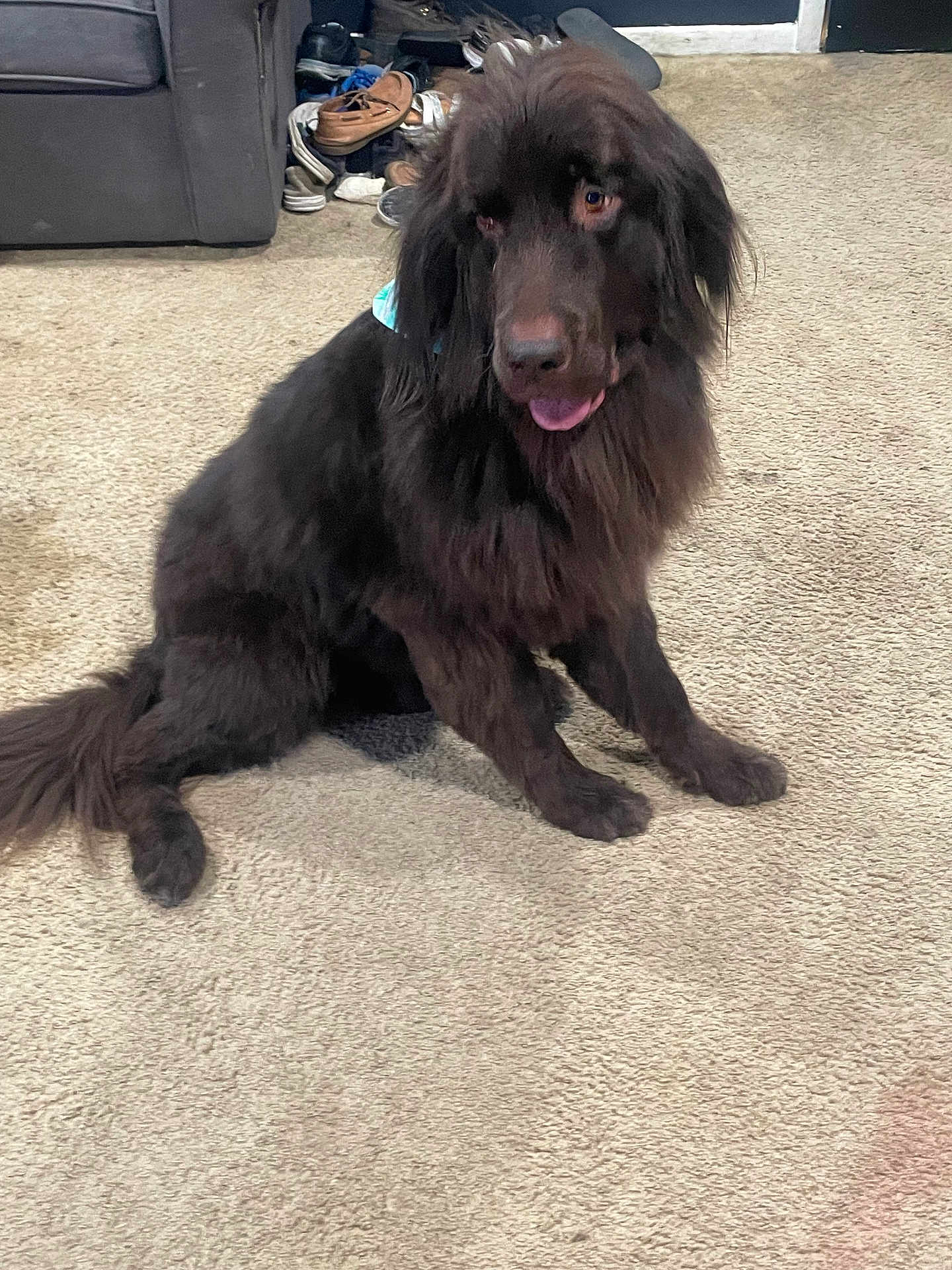 Bear joined the competition — help win amazing prizes! dog, brown_dog, fluffy, carpet, indoor, pet, sitting, tongue_out, happy, furniture, shoes, room, canine, domestic_animal, animal, companion, cute, fur, mammal, household