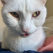Ned joined the competition — help win amazing prizes! cat, white_cat, close_up, tongue_out, pet, animal, feline, golden_eyes, whiskers, fur, cute, adorable, indoor, soft_light, portrait, domestic_cat, face, muzzle, pink_nose, relaxed
