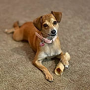 Ginger is registered to the contest to win money with this photo: animal, brown_dog, carpet, chew_bone, collar, companion, cute, dog, domestic, ears, fur, indoor, looking_up, lying_down, paw, pet, playful, small_dog, snout, tag