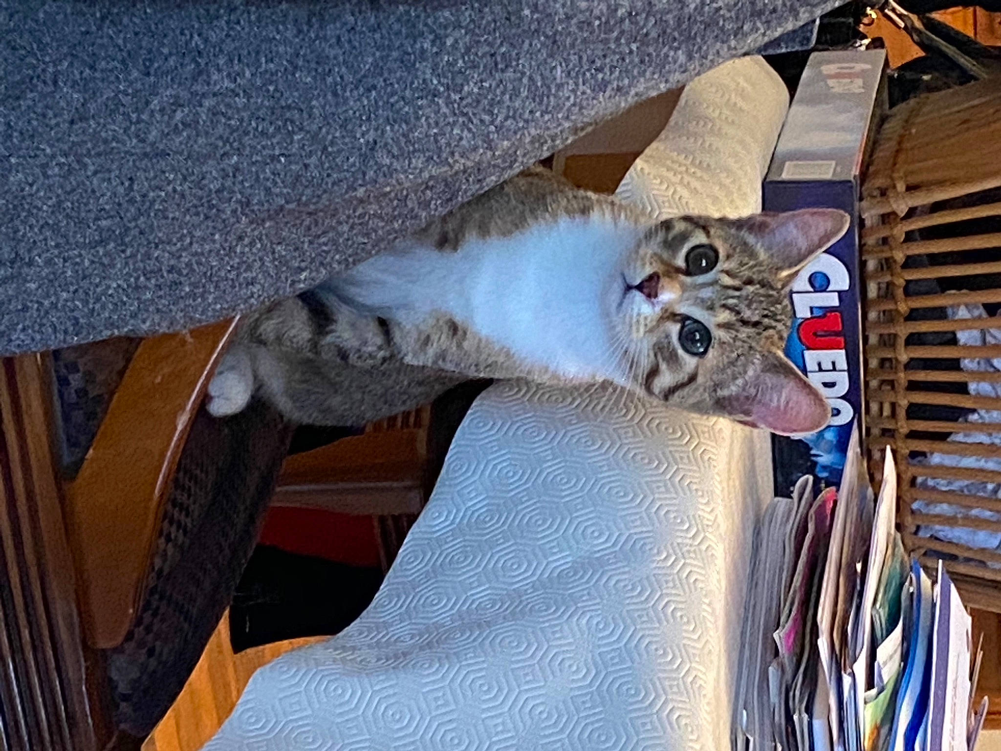 Kiwi participe au concours pour gagner de l'argent avec cette photo : auto_part, automotive_exterior, automotive_tire, carnivore, cat, domestic_short_haired_cat, eyewear, felidae, fur, grey, motor_vehicle, small_to_medium_sized_cats, tail, tie, tire, tree, vehicle, wheel, whiskers, wood