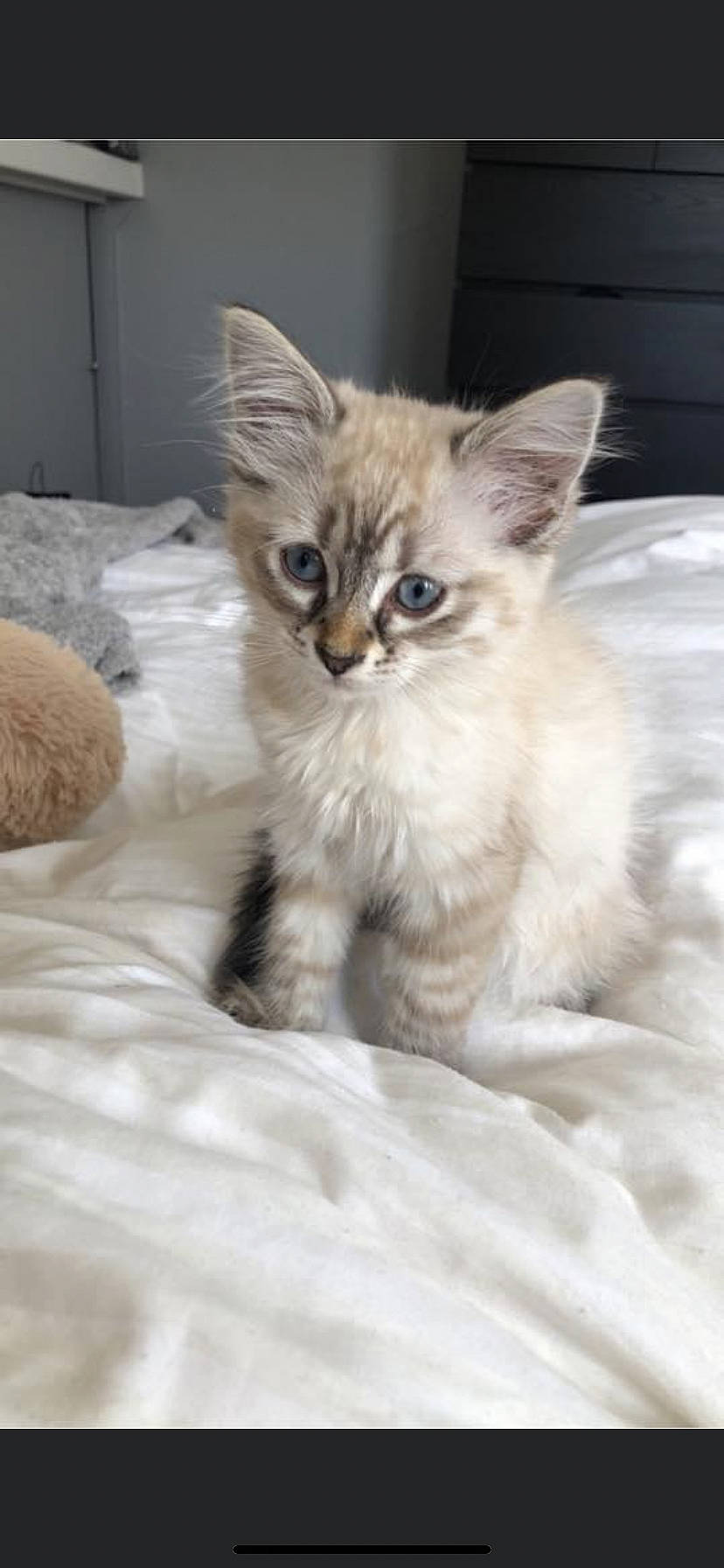 Saphir participe au concours pour gagner de l'argent avec cette photo : box, carnivore, cat, claw, comfort, domestic_short_haired_cat, fawn, felidae, fur, paw, sitting, small_to_medium_sized_cats, snout, tail, terrestrial_animal, whiskers