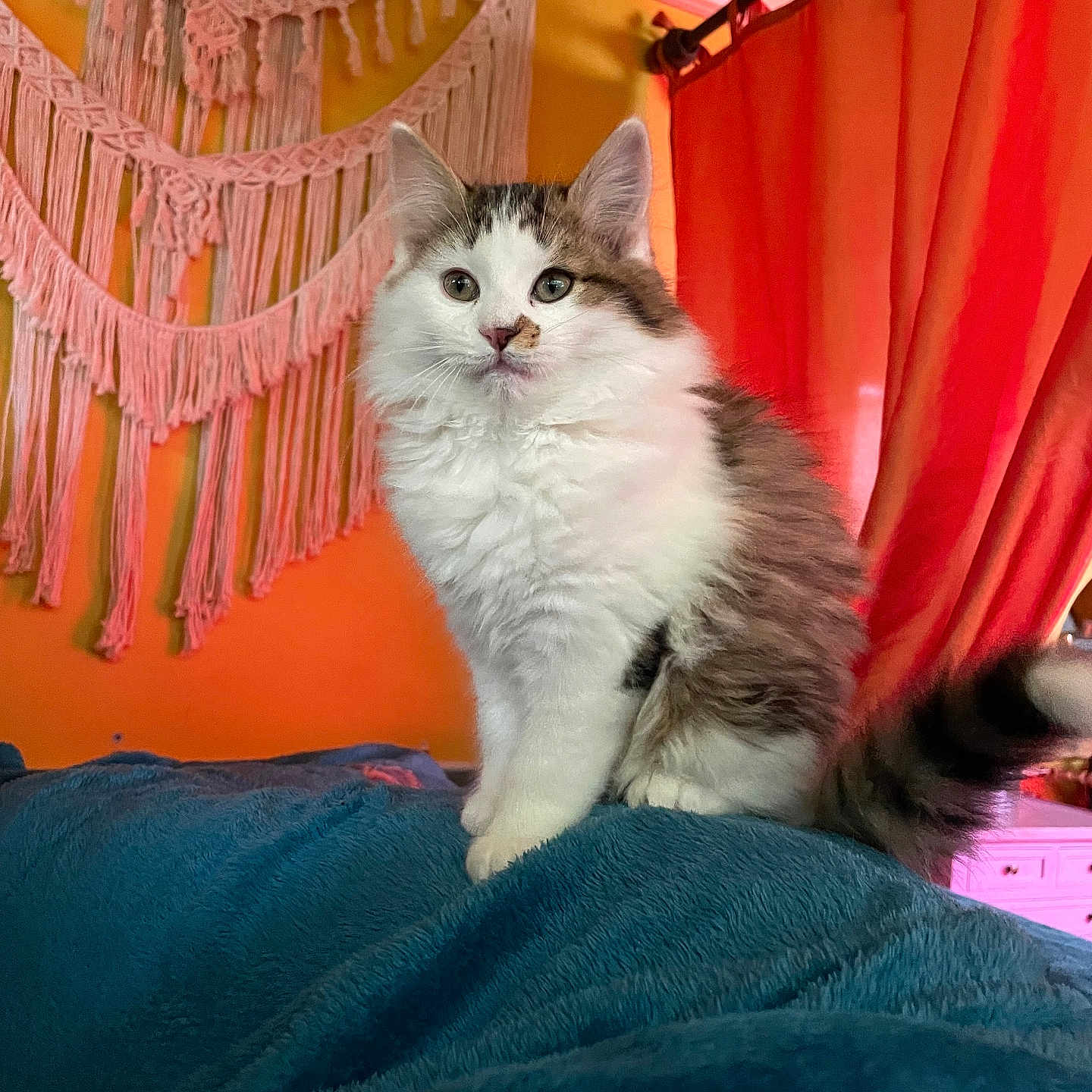 Bulle a rejoint le concours — aidez-le/la à gagner de superbes lots ! abyssinian, angora, animal, architecture, bed, bedroom, blanket, building, cat, couch, curtain, furniture, homedecor, indoors, kitten, linen, manx, pet, room, wood