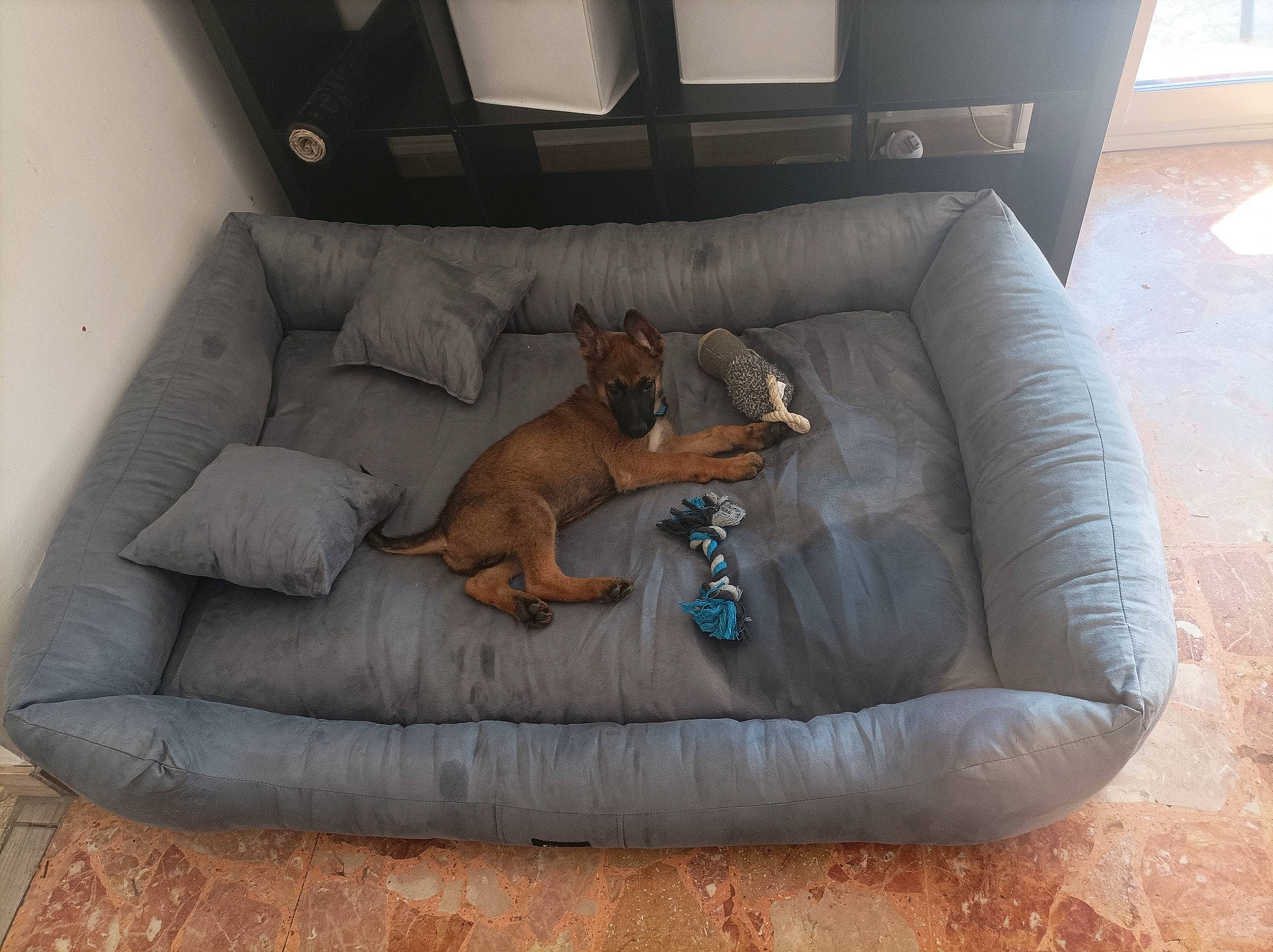 Flipper a rejoint le concours — aidez-le/la à gagner de superbes lots ! armrest, carnivore, comfort, companion_dog, couch, dog, dog_breed, dog_supply, fawn, flooring, furniture, head_restraint, living_room, outdoor_furniture, pet_supply, recliner, room, sofa_bed, studio_couch, window