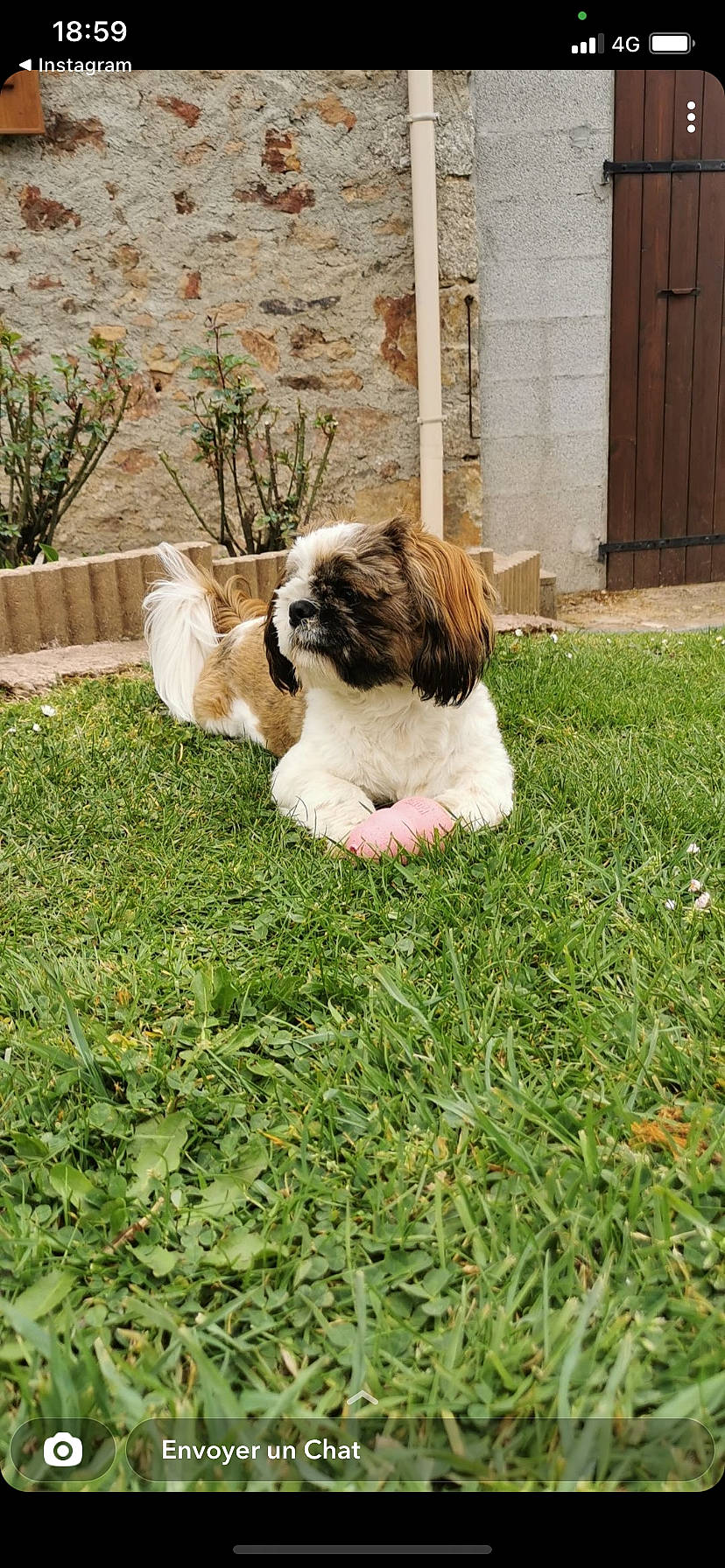 Rio a rejoint le concours — aidez-le/la à gagner de superbes lots ! canidae, carnivore, cavalier_king_charles_spaniel, companion_dog, dog, dog_breed, door, fawn, fur, grass, groundcover, lawn, liver, plant, shih_tzu, snout, sporting_group, tail, terrier, toy_dog