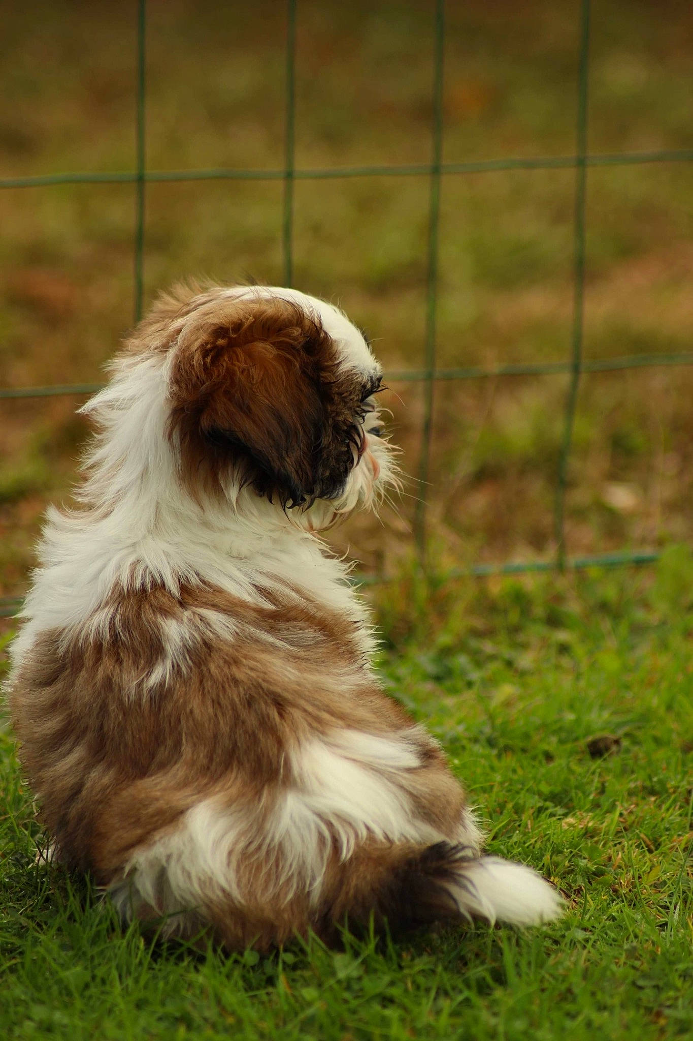 Rio a rejoint le concours — aidez-le/la à gagner de superbes lots ! canidae, carnivore, companion_dog, dog, dog_breed, fawn, fence, fur, grass, liver, plant, shih_tzu, small_terrier, snout, sporting_group, tail, terrestrial_animal, terrier, toy_dog, water_dog