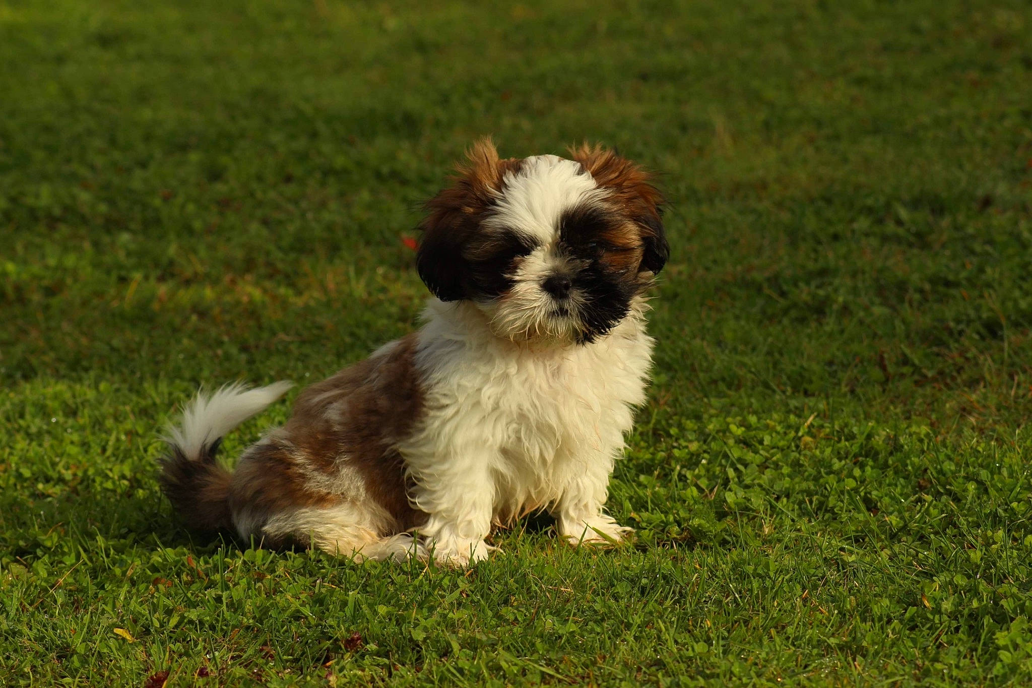 Rio participe au concours pour gagner de l'argent avec cette photo : canidae, carnivore, companion_dog, dog, dog_breed, fawn, fur, grass, liver, maltepoo, plant, poodle_crossbreed, shih_poo, shih_tzu, small_terrier, snout, sporting_group, terrier, toy_dog, water_dog
