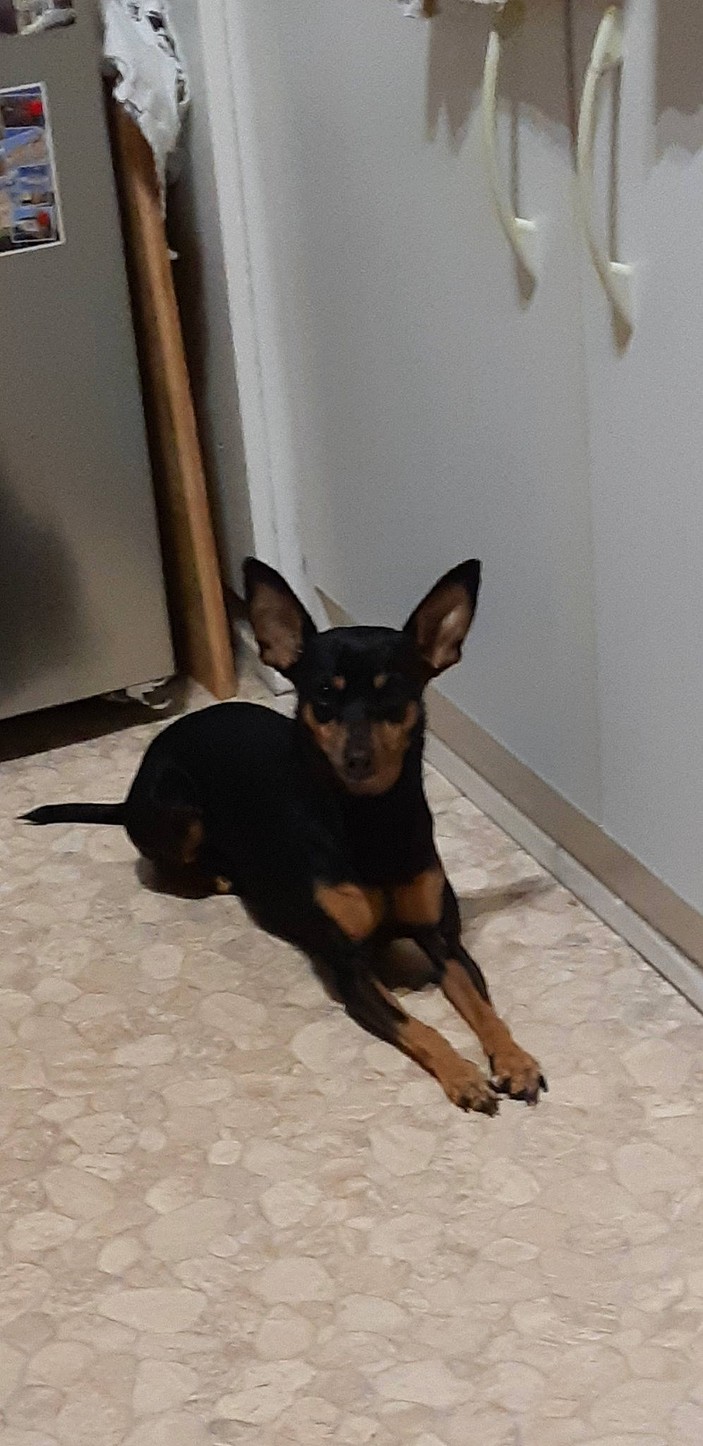 Dina a rejoint le concours — aidez-le/la à gagner de superbes lots ! canidae, carnivore, companion_dog, dog, dog_breed, ear, event, fawn, floor, flooring, hardwood, paw, pinscher, prazsky_krysarik, russkiy_toy, snout, sporting_group, toy_dog, working_animal, working_dog