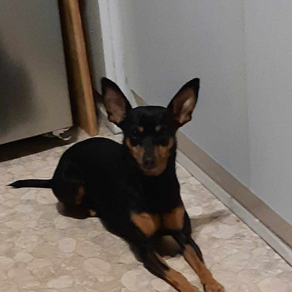 Dina