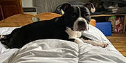 Tokyo participe au concours pour gagner de l'argent avec cette photo : dog, bed, white_bedspread, wooden_furniture, indoor, pet, black_and_white, floor, blanket, headboard, curious, lying_down, paw, room, door, comfort, home, relaxed, animal, canine