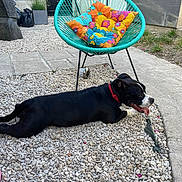 Tokyo a rejoint le concours — aidez-le/la à gagner de superbes lots ! dog, black_and_white, collar, pebbles, chair, cushion, outdoor, patio, relaxed, tongue_out, colorful, flower_pattern, grass, stone_wall, gate, metal, sunlight, resting, animal, pet