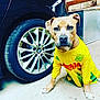 Tearful participe au concours pour gagner de l'argent avec cette photo : dog, yellow_jersey, fc_nantes, car, bmw, wheel, tire, concrete_floor, indoor, pet_clothing, animal, brown_dog, short_hair, sitting, paw, vehicle, metal, sportswear, side_view, portrait