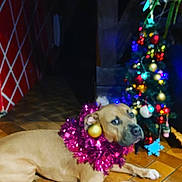 Tearful a rejoint le concours — aidez-le/la à gagner de superbes lots ! dog, tinsel, christmas_tree, ornament, floor, tile_floor, indoor, holiday, decorations, festive, brown_dog, animal, pet, christmas_lights, holiday_decor, blurred, celebration, festivity, christmas, relaxing_dog