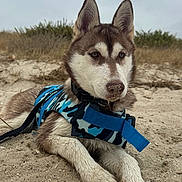 Nova participe au concours pour gagner de l'argent avec cette photo : dog, husky, siberian_husky, beach, sand, outdoor, harness, camouflage, blue, lying_down, portrait, pet, canine, fluffy, pointed_ears, brown_and_white, wet_fur, sandy_nose, coastal, nature