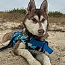 dog, husky, siberian_husky, beach, sand, outdoor, harness, camouflage, blue, lying_down, portrait, pet, canine, fluffy, pointed_ears, brown_and_white, wet_fur, sandy_nose, coastal, nature