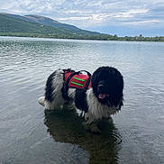 Sardine a rejoint le concours — aidez-le/la à gagner de superbes lots ! dog, water, lake, life_jacket, outdoor, nature, mountain, cloudy_sky, reflection, animal, pet, fur, black, white, tongue, standing, shallow_water, scenic, adventure, summer