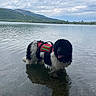 dog, water, lake, life_jacket, outdoor, nature, mountain, cloudy_sky, reflection, animal, pet, fur, black, white, tongue, standing, shallow_water, scenic, adventure, summer