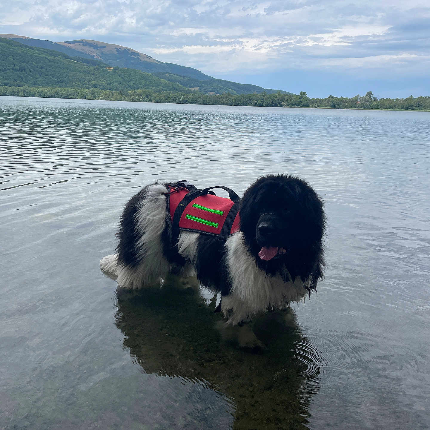Sardine a rejoint le concours — aidez-le/la à gagner de superbes lots ! dog, water, lake, life_jacket, outdoor, nature, mountain, cloudy_sky, reflection, animal, pet, fur, black, white, tongue, standing, shallow_water, scenic, adventure, summer