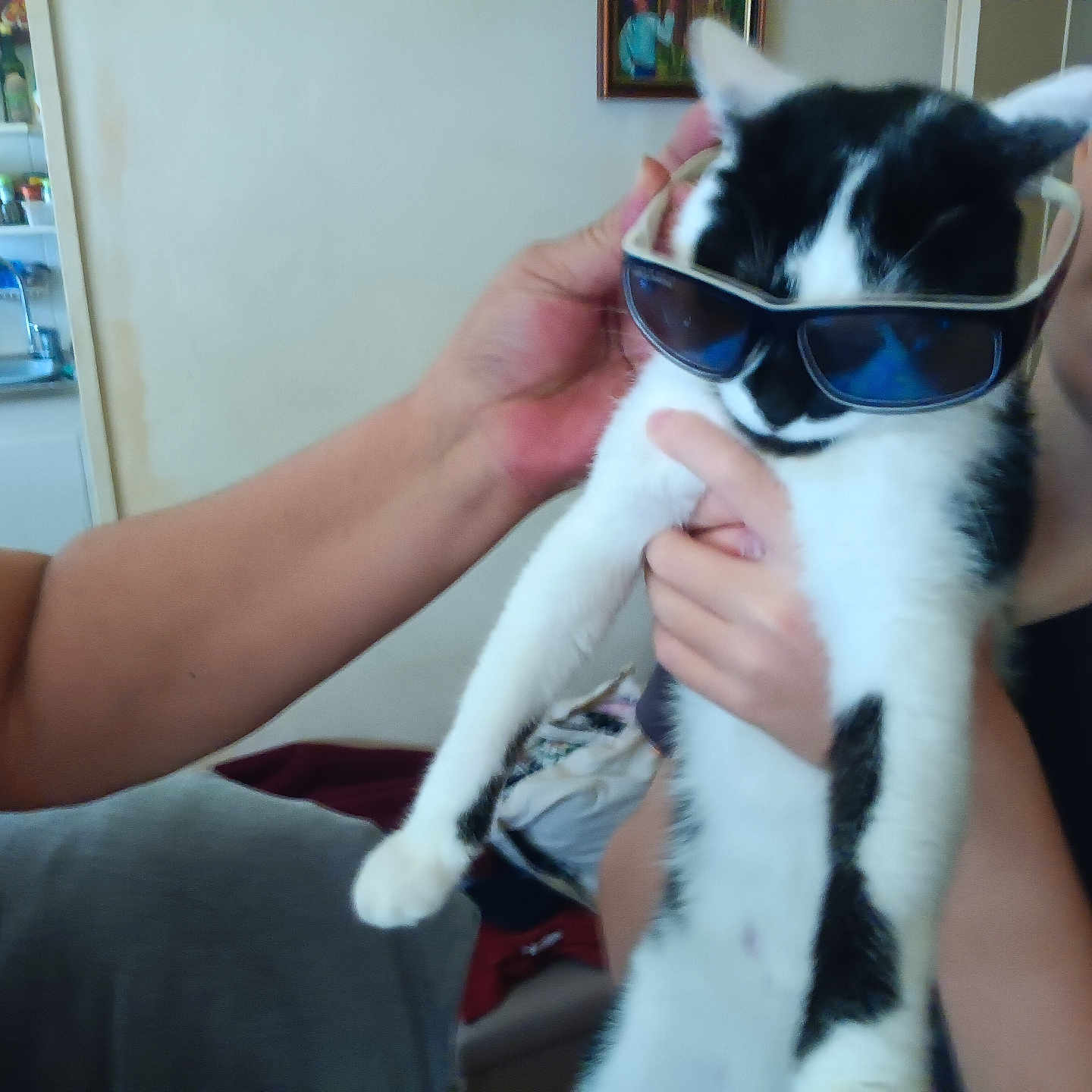 Philippe Haan participe au concours pour gagner de l'argent avec cette photo : arm, black_and_white_cat, cat, clothing, cute, face, frame, funny, furniture, hand, holding, home, indoor, kitchen, person, pet, smile, sunglasses, toy, wall