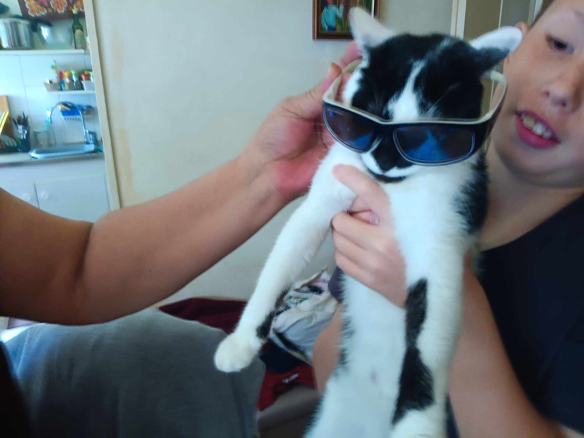 Philippe Haan participe au concours pour gagner de l'argent avec cette photo : arm, black_and_white_cat, cat, clothing, cute, face, frame, funny, furniture, hand, holding, home, indoor, kitchen, person, pet, smile, sunglasses, toy, wall
