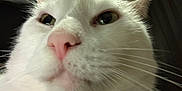 Percy joined the competition — help win amazing prizes! cat, white_cat, close_up, face, whiskers, pink_nose, pet, indoor, feline, animal, fur, ears, curious, domestic_animal, portrait, cute, soft, closeup, nose, eyes