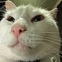 cat, white_cat, close_up, face, whiskers, pink_nose, pet, indoor, feline, animal, fur, ears, curious, domestic_animal, portrait, cute, soft, closeup, nose, eyes