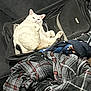 Percy joined the competition — help win amazing prizes! cat, white_cat, suitcase, couch, blanket, plaid, indoor, pet, relaxed, feline, fur, cozy, resting, comfort, domestic, household, animal, laying, home, casual