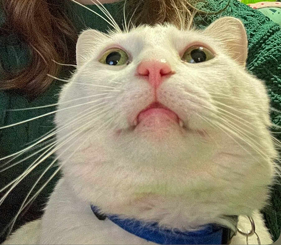 Percy joined the competition — help win amazing prizes! cat, white_cat, close_up, whiskers, pink_nose, pet, animal, feline, collar, indoor, curious, portrait, face, looking_up, fur, domestic_cat, cute, closeup, person_in_background, green_sweater