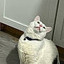 Percy joined the competition — help win amazing prizes! cat, white_cat, pet, indoor, floor, wooden_floor, collar, fur, animal, curious, looking_up, shadow, cabinet, domestic_cat, whiskers, ears, pink_nose, sitting, feline, household