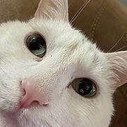 Percy is registered to the contest to win money with this photo: cat, white_cat, close_up, green_eyes, pink_nose, whiskers, fur, pet, animal, cute, face, portrait, indoor, looking, ears, muzzle, feline, soft_texture, cozy, brown_background