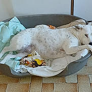 Tékno a rejoint le concours — aidez-le/la à gagner de superbes lots ! animal, bed, blanket, canine, cozy, dog, domestic_animal, ears, floor, fur, indoor, looking, lying_down, paw, pet_bed, relaxed, resting, spotted_dog, tile_floor, white_dog