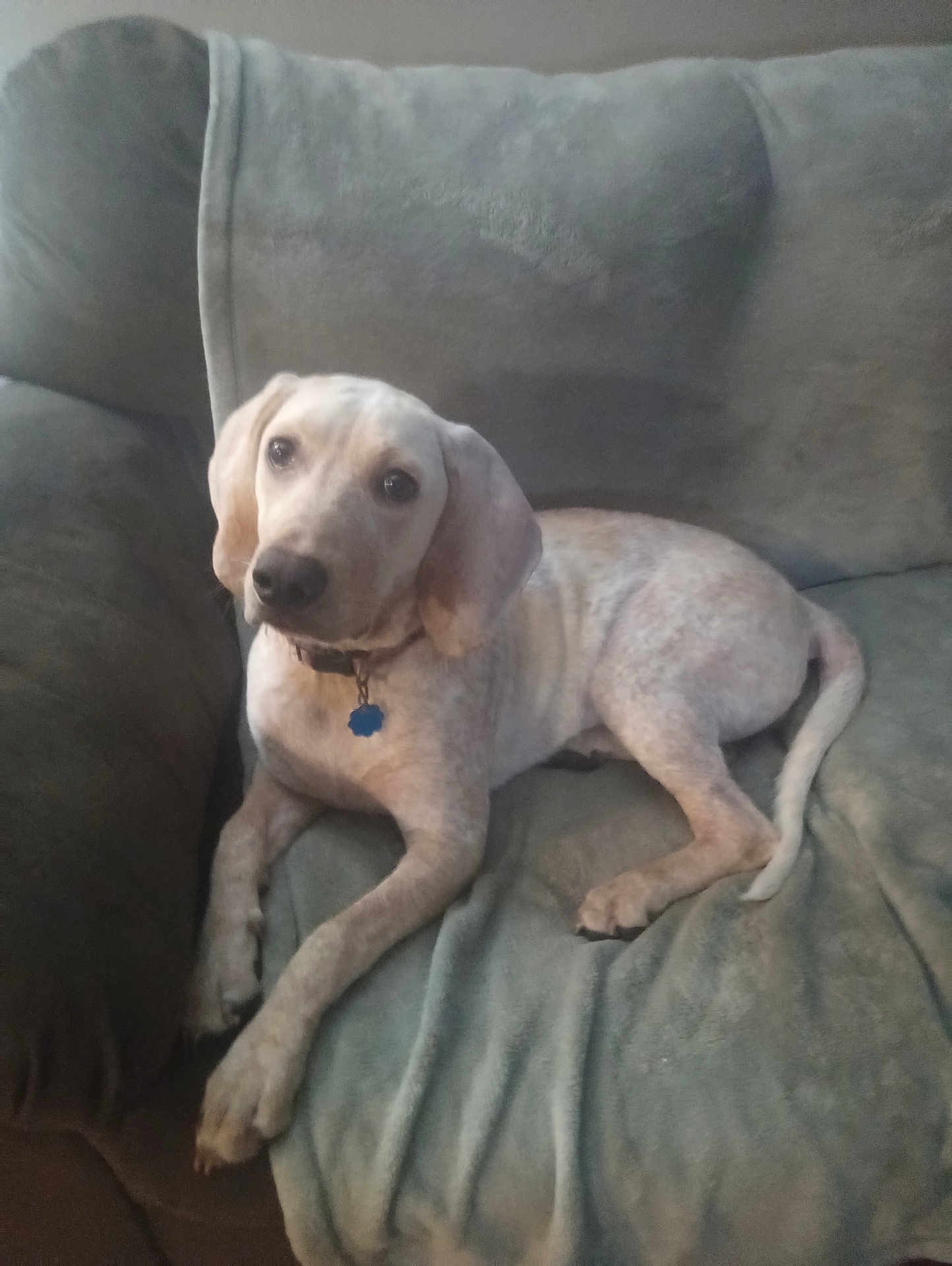 Sadie joined the competition — help win amazing prizes! dog, couch, pet, indoor, relaxed, floppy_ears, light_fur, collar, animal, companion, resting, looking_up, soft_furniture, home, cute, domestic_animal, canine, friendly, laying_down, cozy