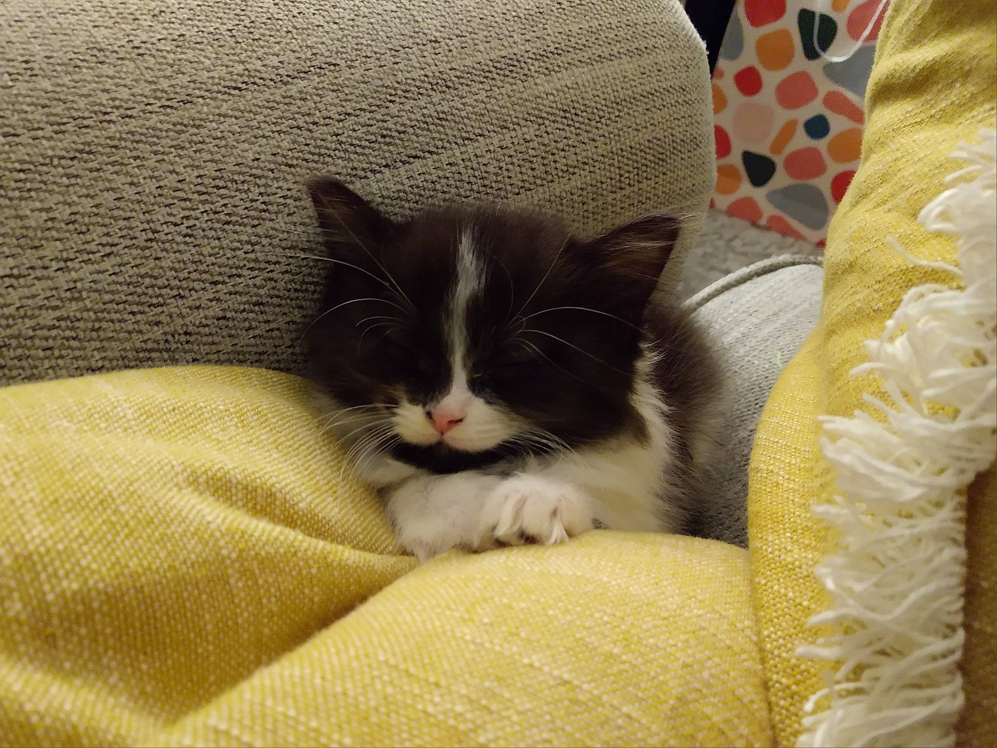 Lunabella is registered to the contest to win money with this photo: carmine, carnivore, cat, cat_supply, comfort, domestic_short_haired_cat, felidae, fur, linens, pattern, small_to_medium_sized_cats, whiskers