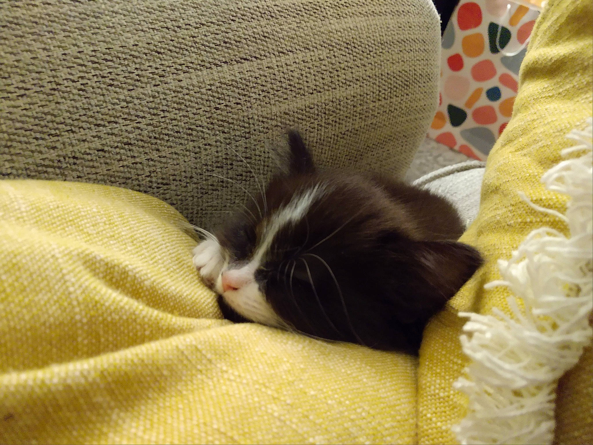 Lunabella joined the competition — help win amazing prizes! bed_sheet, bedding, carnivore, cat, cat_supply, comfort, couch, domestic_short_haired_cat, felidae, fur, linens, nap, pattern, room, small_to_medium_sized_cats, tail, terrestrial_animal, textile, whiskers