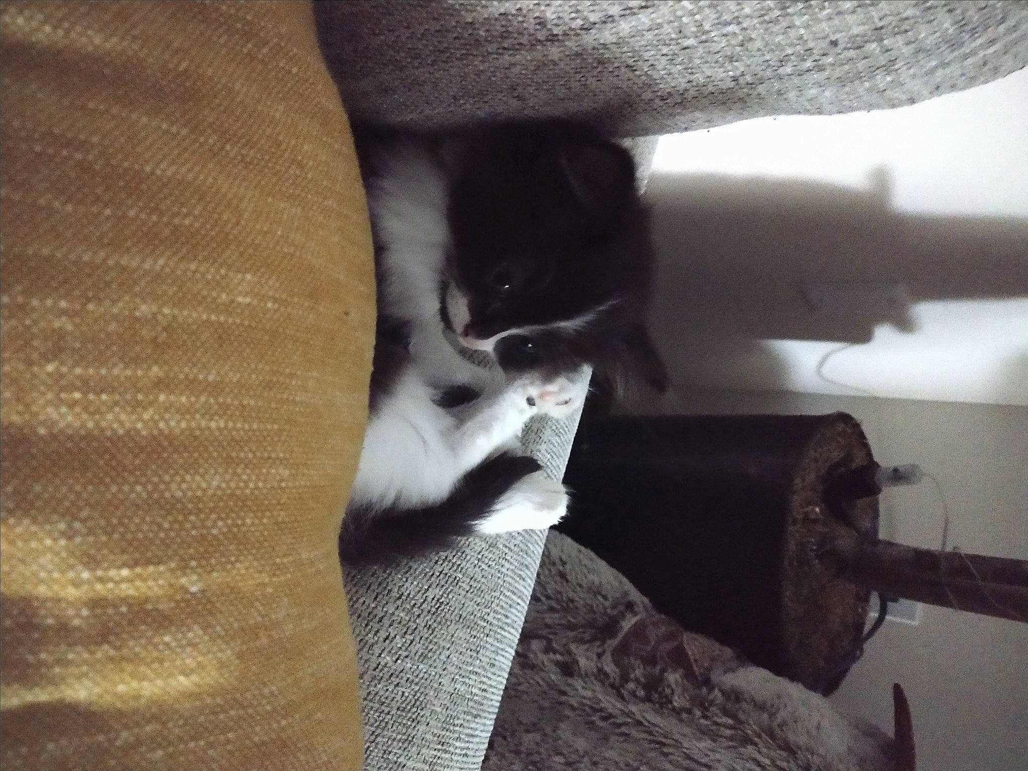 Lunabella is registered to the contest to win money with this photo: arm, carnivore, cat, comfort, darkness, elbow, eye, felidae, grey, human_body, human_leg, leg, monochrome, small_to_medium_sized_cats, snout, tail, thigh, tints_and_shades, whiskers, wood