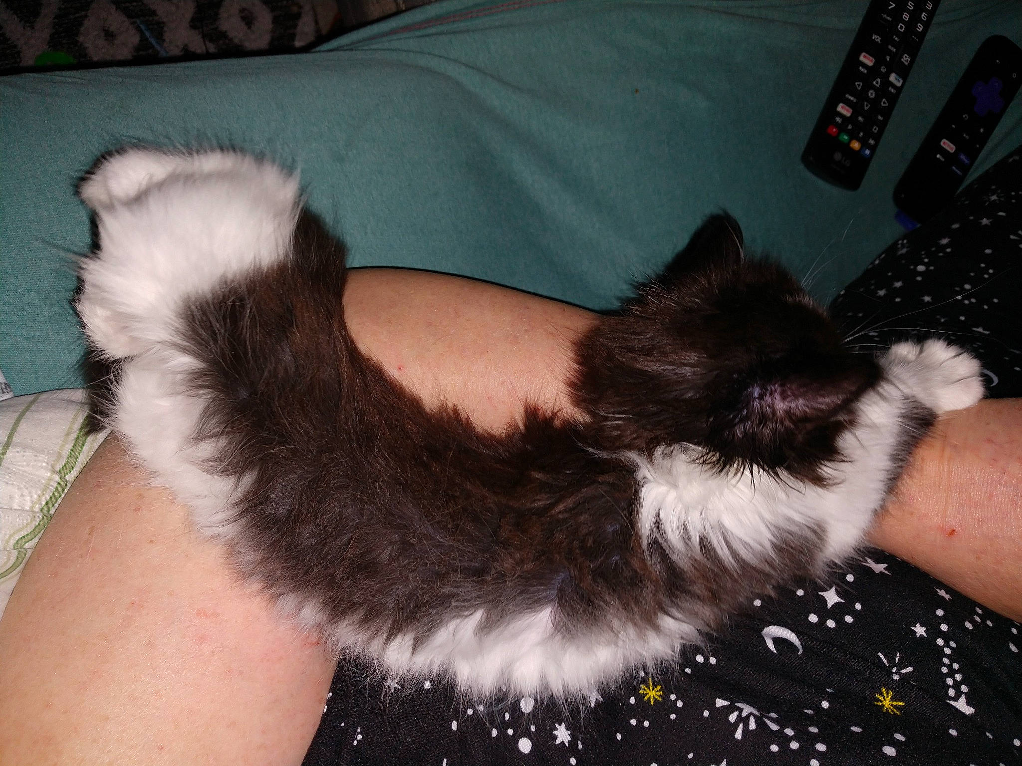 Lunabella is registered to the contest to win money with this photo: canidae, carnivore, cat, comfort, dog_breed, elbow, fashion_accessory, felidae, foot, fur, gesture, human_leg, lap, paw, remote_control, small_to_medium_sized_cats, tail, thigh, whiskers, wrist