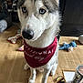 dog, husky, blue_eyes, bandana, indoor, wooden_floor, toy, pet, animal, sitting, closeup, canine, household, floor, fur, nose, ears, domestic_animal, companion, cute