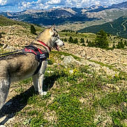 Fenrir a rejoint le concours — aidez-le/la à gagner de superbes lots ! dog, husky, mountains, landscape, sky, clouds, rocks, grass, flowers, outdoor, nature, leash, harness, canine, scenery, daytime, animal, pet, adventure, walking