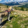dog, husky, mountains, landscape, sky, clouds, rocks, grass, flowers, outdoor, nature, leash, harness, canine, scenery, daytime, animal, pet, adventure, walking