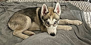 Fenrir participe au concours pour gagner de l'argent avec cette photo : husky, puppy, dog, bed, blanket, gray, blue_eyes, pet, animal, indoors, resting, fur, ears, nose, paw, curious, cozy, home, laying, young_dog