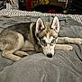 husky, puppy, dog, bed, blanket, gray, blue_eyes, pet, animal, indoors, resting, fur, ears, nose, paw, curious, cozy, home, laying, young_dog