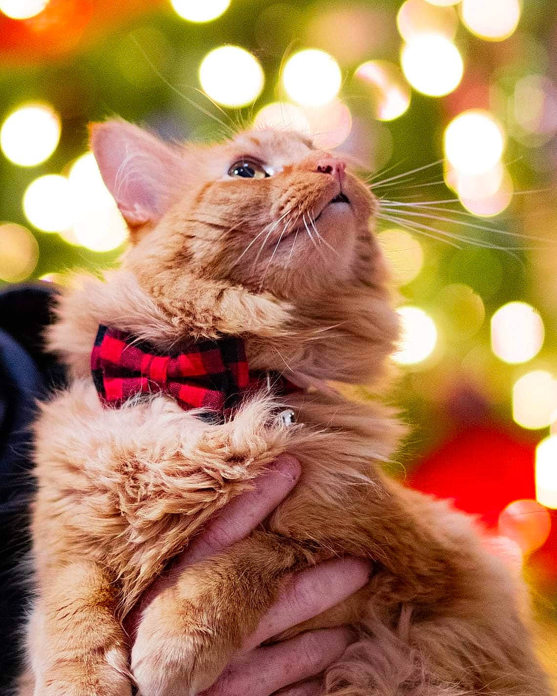 Bacon is registered to the contest to win money with this photo: animal_product, brown_hair, carnivore, cat, collar, fawn, felidae, fur, fur_clothing, holiday, natural_material, pet_supply, small_to_medium_sized_cats, snout, tabby_cat, tongue, whiskers