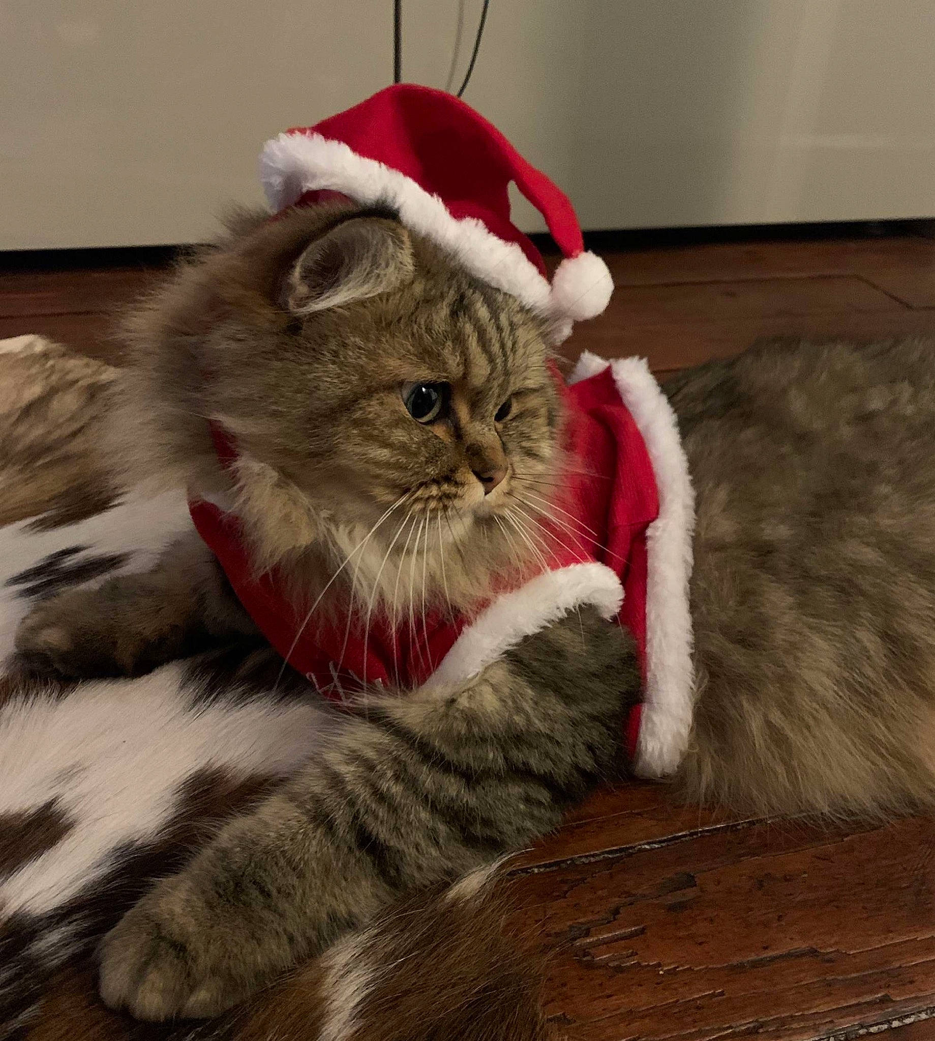 Maïky participe au concours pour gagner de l'argent avec cette photo : british_longhair, carnivore, cat, christmas, claw, comfort, domestic_short_haired_cat, fawn, felidae, flooring, fur, grey, hardwood, mammal, paw, small_to_medium_sized_cats, tail, whiskers, wood, wood_flooring