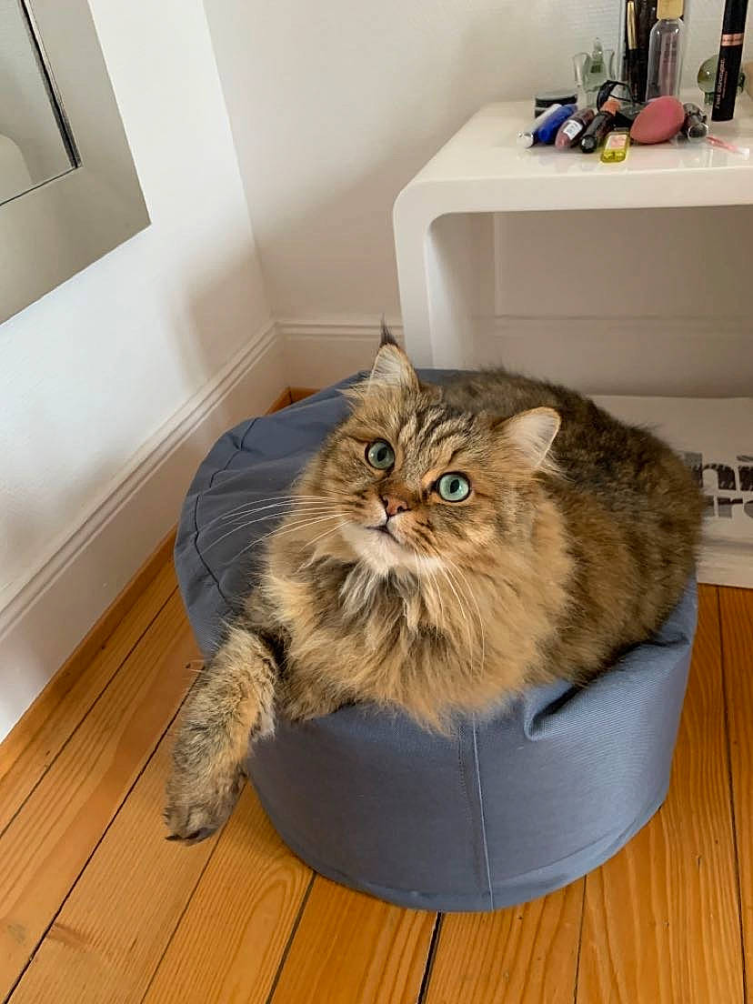 Maïky participe au concours pour gagner de l'argent avec cette photo : cabinetry, carnivore, cat, chair, comfort, domestic_short_haired_cat, drawer, fawn, felidae, floor, flooring, hardwood, laminate_flooring, small_to_medium_sized_cats, snout, terrestrial_animal, whiskers, wood, wood_flooring, wood_stain