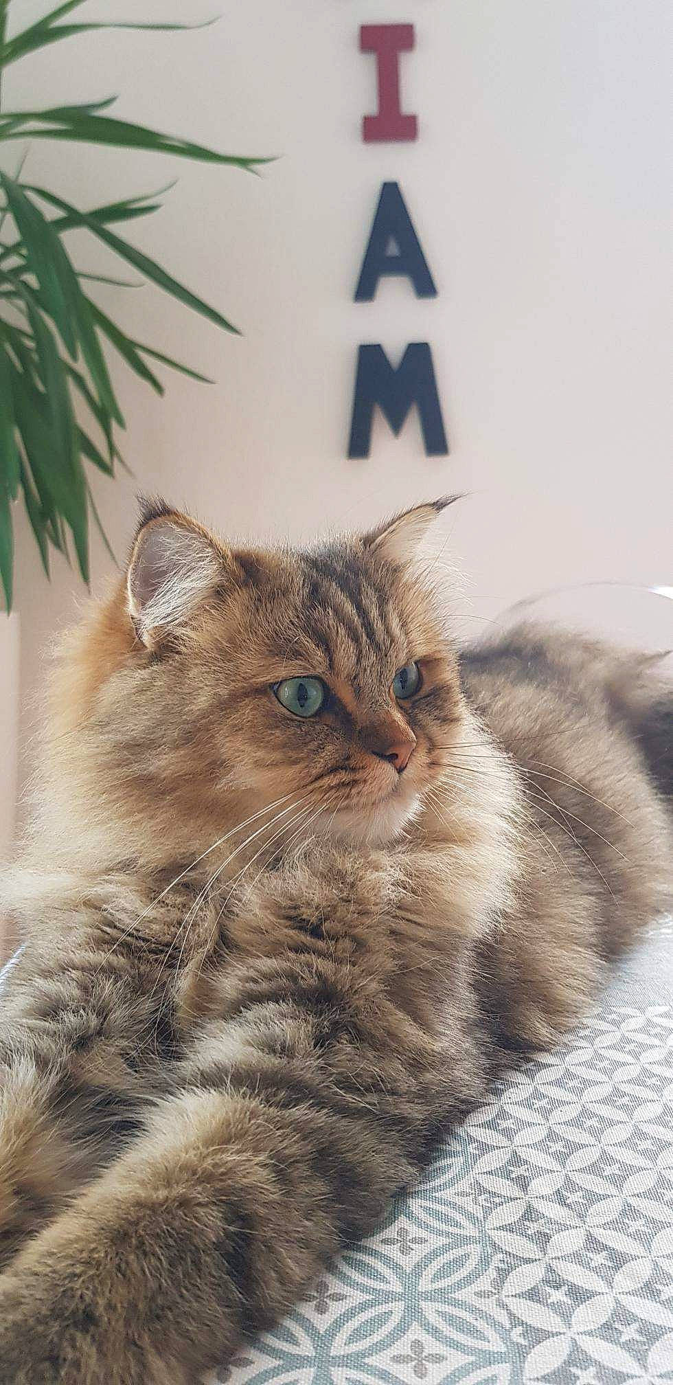 Maïky participe au concours pour gagner de l'argent avec cette photo : carnivore, cat, claw, domestic_short_haired_cat, eye, fawn, felidae, fur, paw, plant, small_to_medium_sized_cats, snout, tail, terrestrial_animal, tree, whiskers, wildlife